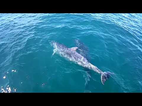 Dolphins in Weymouth bay