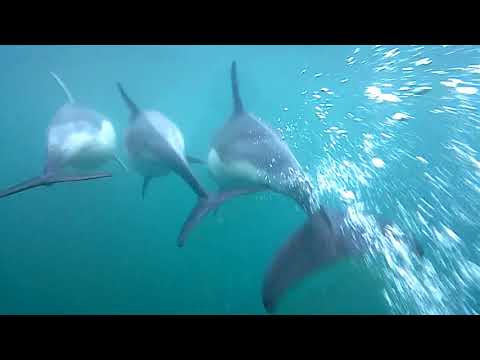 Lyme Bay Dolphins, underwater shoots