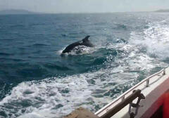 Dolphin escorting us to K