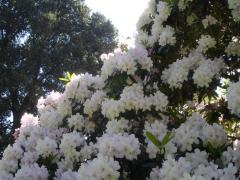 Tranquility in the Emmanuel Liais gardens