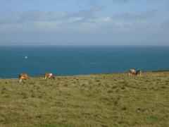 Alderney cows unmooved (did I really do that?) by a yacht battling with the race behind them.