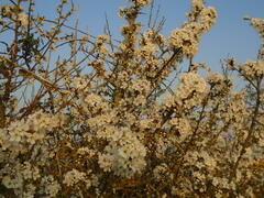 Blackthorn blossom at Lodmoor